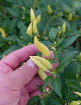 close-up garden fresh cayenne pepper,cayenne pepper,cayenne pepper for pickling,organic yellow peppers,