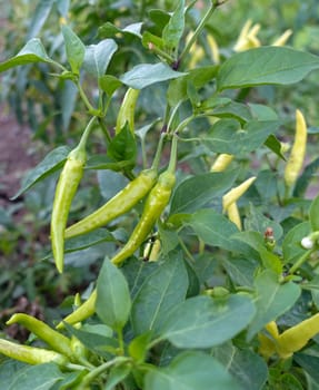 close-up garden fresh cayenne pepper,cayenne pepper,cayenne pepper for pickling,organic yellow peppers,
