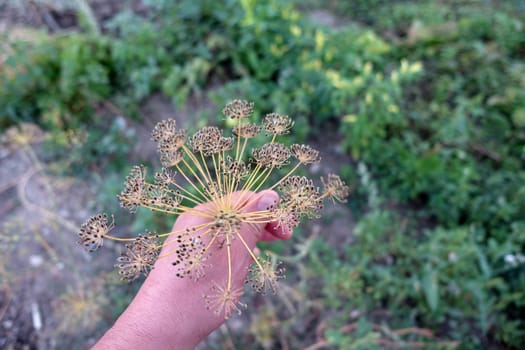 natural dill seeds in the open field, seed-bearing dill plant,