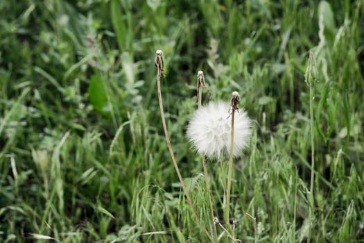 round dandelion feathers,ball-shaped feathers on a dandelion,