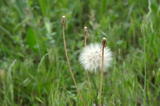 dandelion plant, which is one of the medicinal plants, ripe dandelion plant,