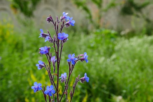 Azurea plant blue flowering azurea,anchusa azurea closer close-up,