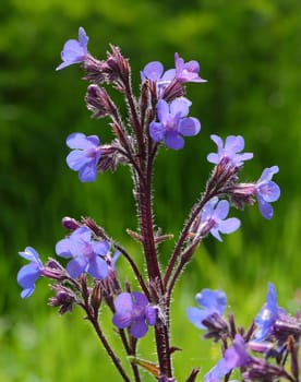 Azurea plant blue flowering azurea,anchusa azurea closer close-up,