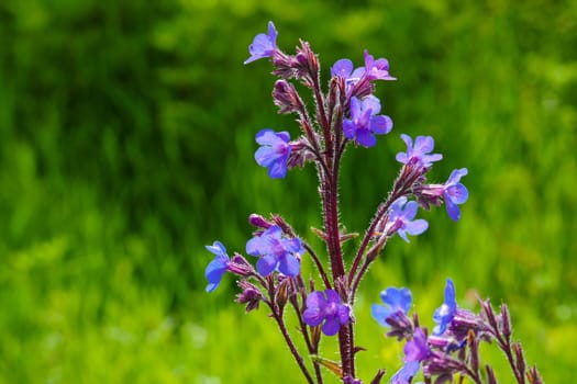 Azurea plant blue flowering azurea mullein,anchusa azurea closer close-up,