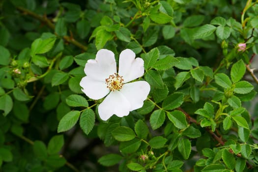 rosehip tree and flower,close-up flower of rosehip plant,Rosehip tree and flower from medicinal fruits,