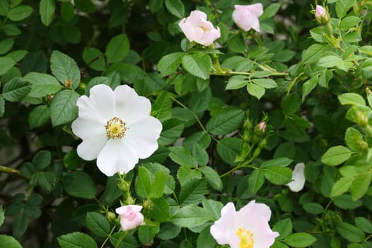 rosehip tree and flower,close-up flower of rosehip plant,Rosehip tree and flower from medicinal fruits,