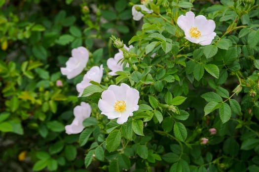 rosehip tree and flower,close-up flower of rosehip plant,Rosehip tree and flower from medicinal fruits,