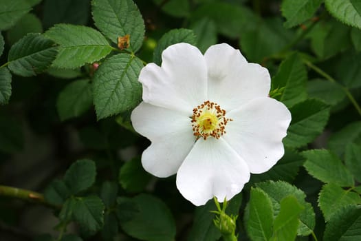 rosehip tree and flower,close-up flower of rosehip plant,Rosehip tree and flower from medicinal fruits,