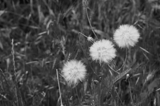 round dandelion feathers,ball-shaped feathers on a dandelion,