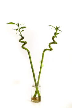 bamboo tree seedling,growing bamboo tree in jar as ornamental plant,bamboo tree close-up at home,