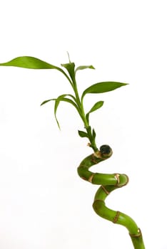 bamboo tree seedling,growing bamboo tree in jar as ornamental plant,bamboo tree close-up at home,