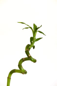 bamboo tree seedling,growing bamboo tree in jar as ornamental plant,bamboo tree close-up at home,