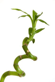 bamboo tree seedling,growing bamboo tree in jar as ornamental plant,bamboo tree close-up at home,