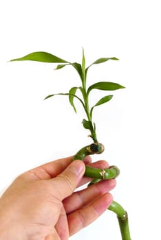 bamboo tree seedling,growing bamboo tree in jar as ornamental plant,bamboo tree close-up at home,