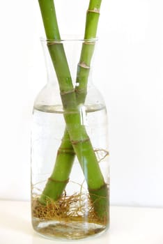 bamboo tree seedling,growing bamboo tree in jar as ornamental plant,bamboo tree close-up at home,