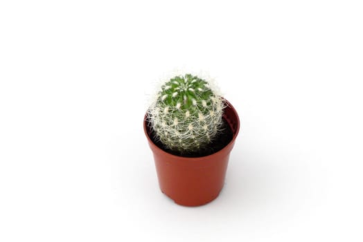 tiny cactus plant standing on a white background, small cactus in a small pot, prickly cactus flower, ornamental and decorative cactus plant,