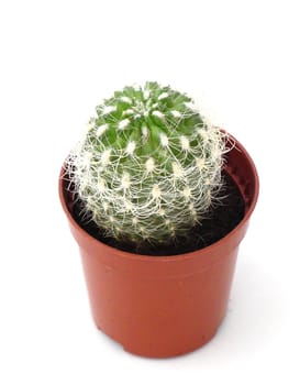 tiny cactus plant standing on a white background, small cactus in a small pot, prickly cactus flower, ornamental and decorative cactus plant,