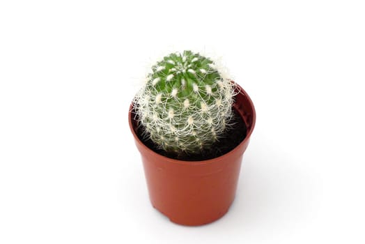 tiny cactus plant standing on a white background, small cactus in a small pot, prickly cactus flower, ornamental and decorative cactus plant,