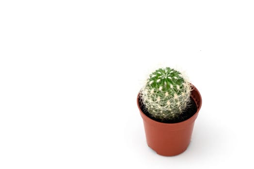 tiny cactus plant standing on a white background, small cactus in a small pot, prickly cactus flower, ornamental and decorative cactus plant,