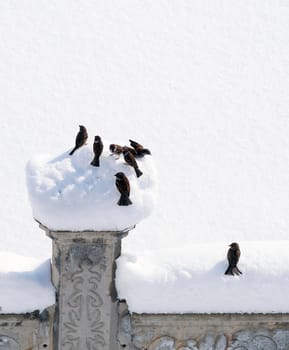 Sparrows collecting and feeding forage in winter conditions, sparrow birds in natural life, sparrows looking for food under the snow on a winter day,