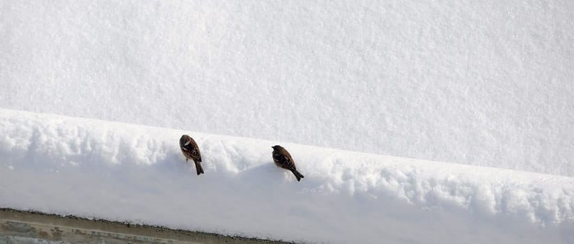 Sparrows collecting and feeding forage in winter conditions, sparrow birds in natural life, sparrows looking for food under the snow on a winter day,