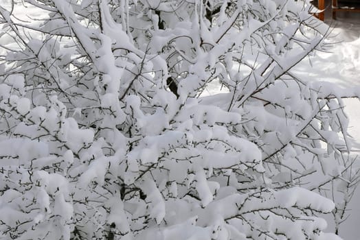 it's snowing, a puddle of snow has formed on a tree, the tree covered with snow,