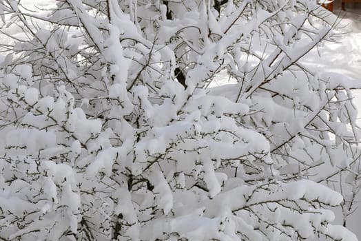 it's snowing, a puddle of snow has formed on a tree, the tree covered with snow,