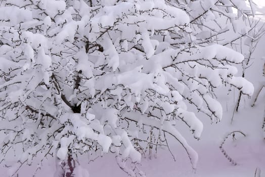 it's snowing, a puddle of snow has formed on a tree, the tree covered with snow,