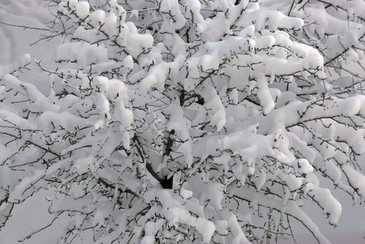 it's snowing, a puddle of snow has formed on a tree, the tree covered with snow,