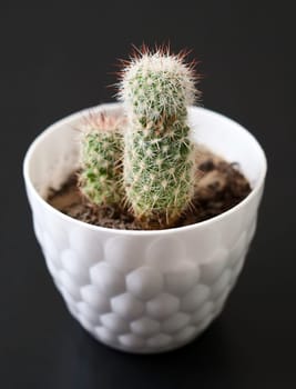 house ornamental plants, cactus plant, hairy and prickly tiny cactus,