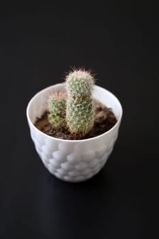 house ornamental plants, cactus plant, hairy and prickly tiny cactus,