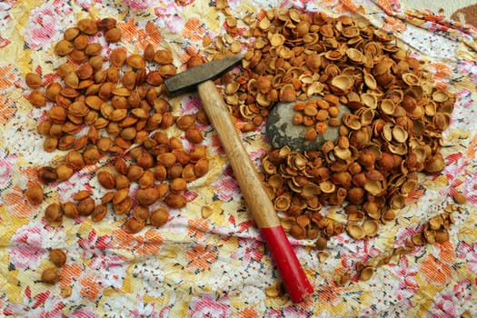 consuming apricot kernels, breaking apricot kernels with a hammer and consuming them as food,