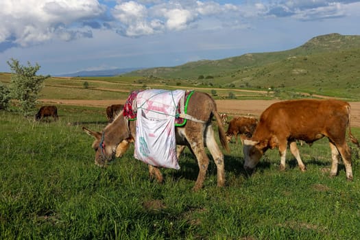 cattle grazing on the green plateau and shepherd's donkey,