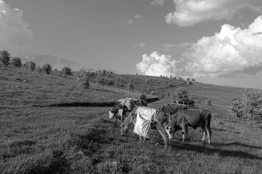 cattle grazing on the green plateau and shepherd's donkey,