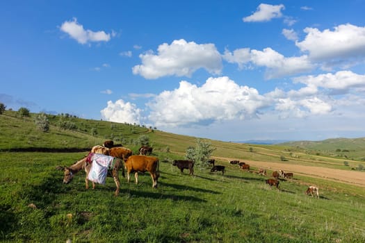 cattle grazing on the green plateau and shepherd's donkey,