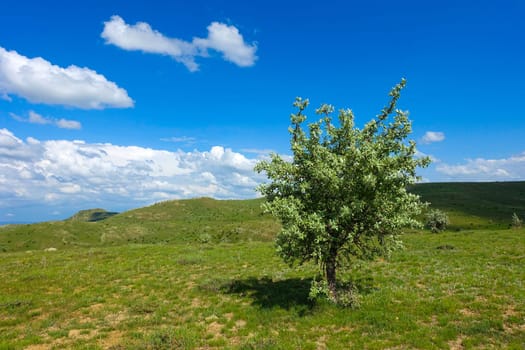 green landscape and single tree view, wonderful spring views,