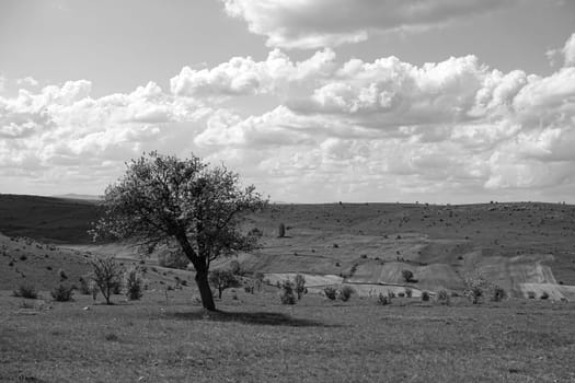 black and white tree, cloud, plateau and hill landscape photos, black and white landscape photos