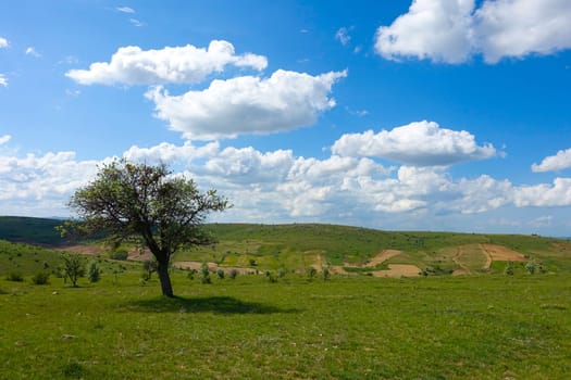green landscape and single tree view, wonderful spring views,