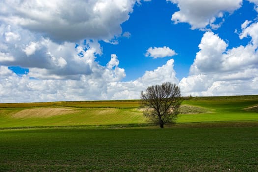 Green fields planted with agricultural products, big fluffy clouds in the sky and a nature landscape with a big tree,