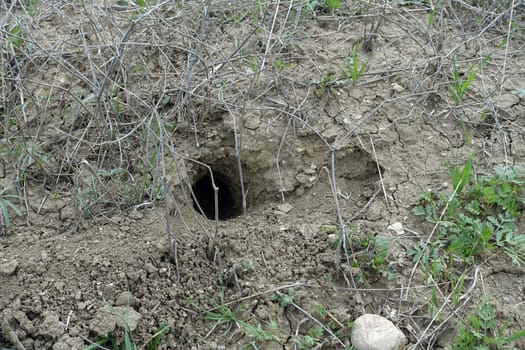 wild animal nest, snake nest in nature, snake hole,