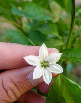 blooming peppers in the garden, pepper flower, pickled hot pepper, hot pepper for sauce,