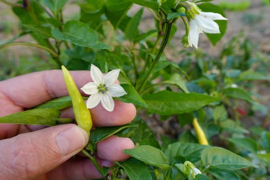 fresh peppers in the garden, pickled hot peppers, hot peppers for sauces,