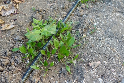 fresh spinach plant in the garden, fresh spinach, newly developing spinach plant,