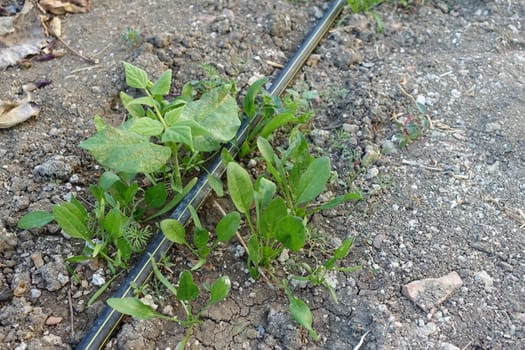 fresh spinach plant in the garden, fresh spinach, newly developing spinach plant,