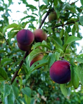 a large number of ripe red plums among the leaves on the plum tree,