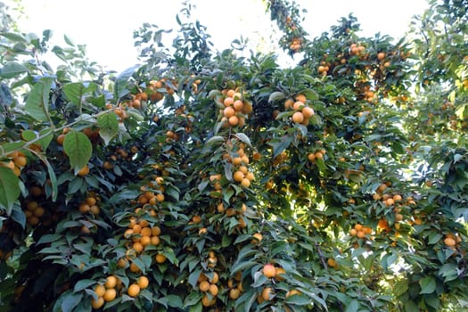 a large number of ripe yellowing plums among the leaves on the plum tree,