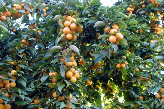 a large number of ripe yellowing plums among the leaves on the plum tree,