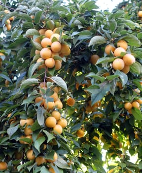 a large number of ripe yellowing plums among the leaves on the plum tree,