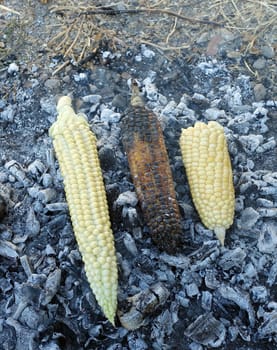 cooking corn on embers, natural fresh corn cooked in wood, roasted corn,