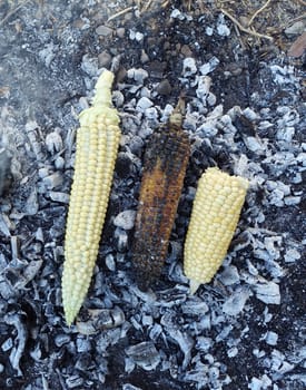 cooking corn on embers, natural fresh corn cooked in wood, roasted corn,